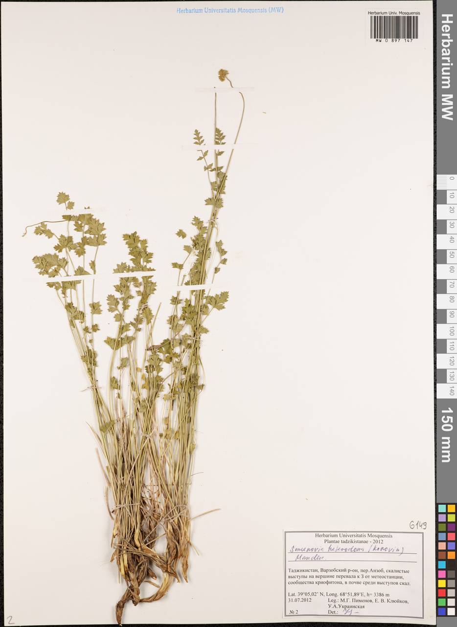 Semenovia heterodonta (Korovin) Manden., Middle Asia, Pamir & Pamiro-Alai (M2) (Tajikistan)