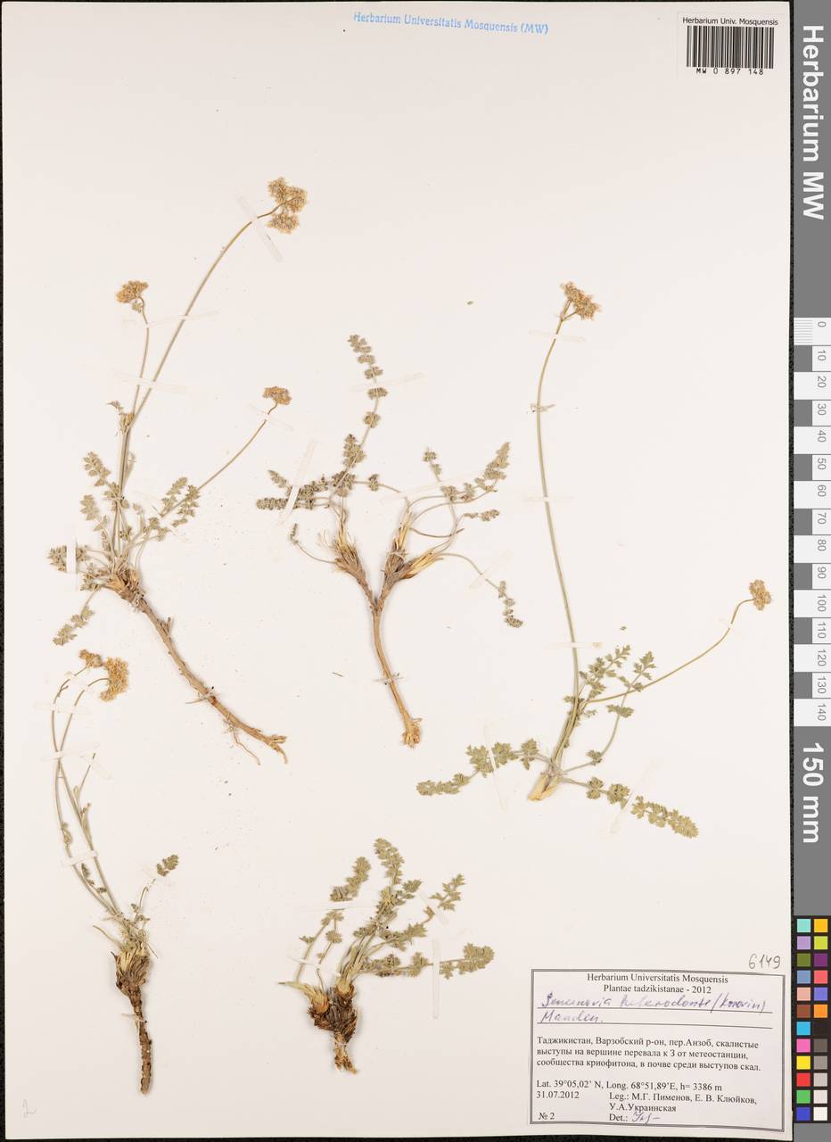 Semenovia heterodonta (Korovin) Manden., Middle Asia, Pamir & Pamiro-Alai (M2) (Tajikistan)