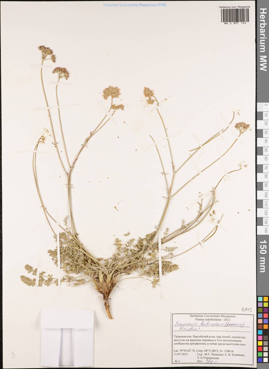 Semenovia heterodonta (Korovin) Manden., Middle Asia, Pamir & Pamiro-Alai (M2) (Tajikistan)
