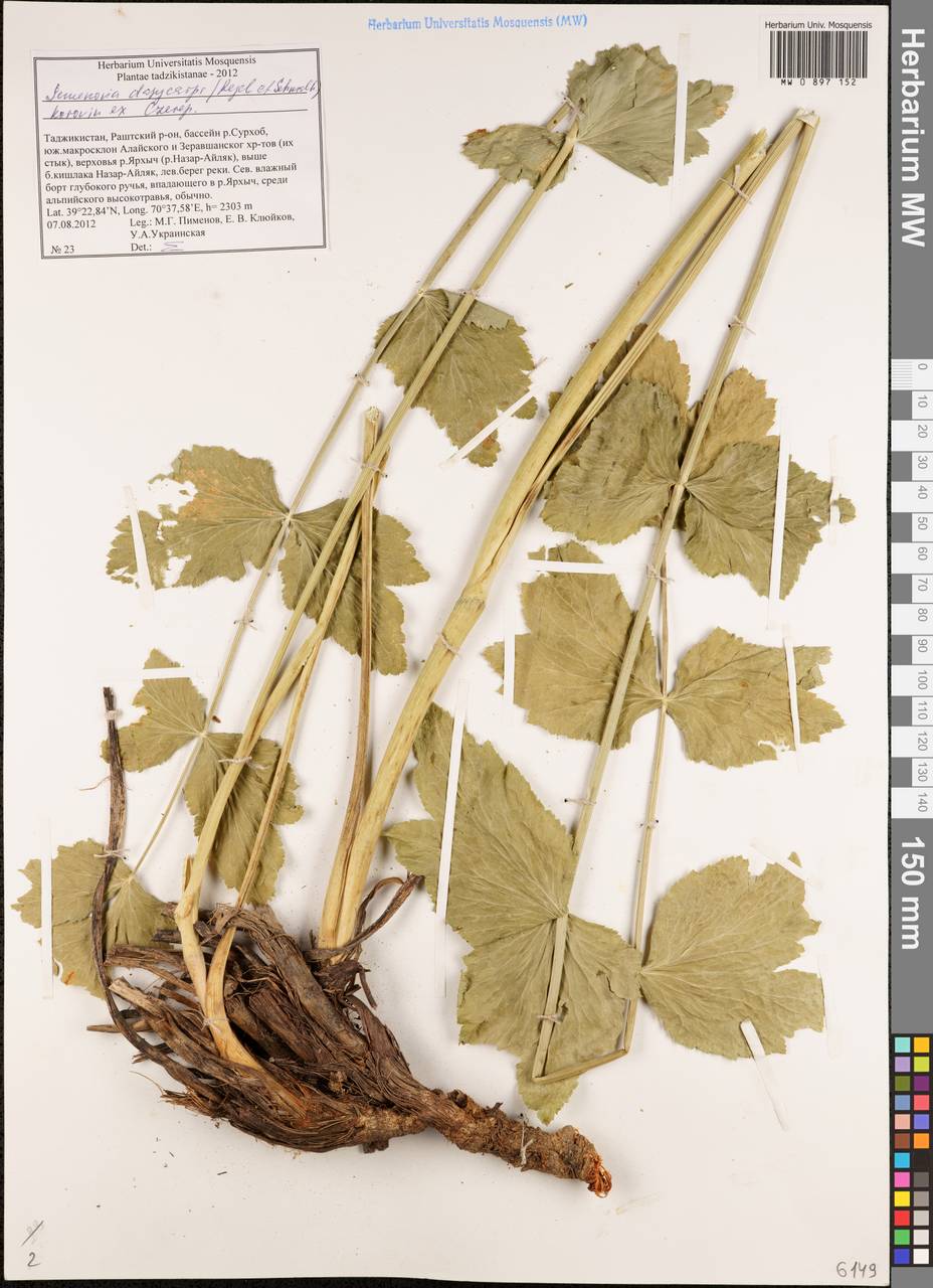 Semenovia dasycarpa (Regel & Schmalh.) Korovin ex Pimenov & V. N. Tikhom., Middle Asia, Pamir & Pamiro-Alai (M2) (Tajikistan)
