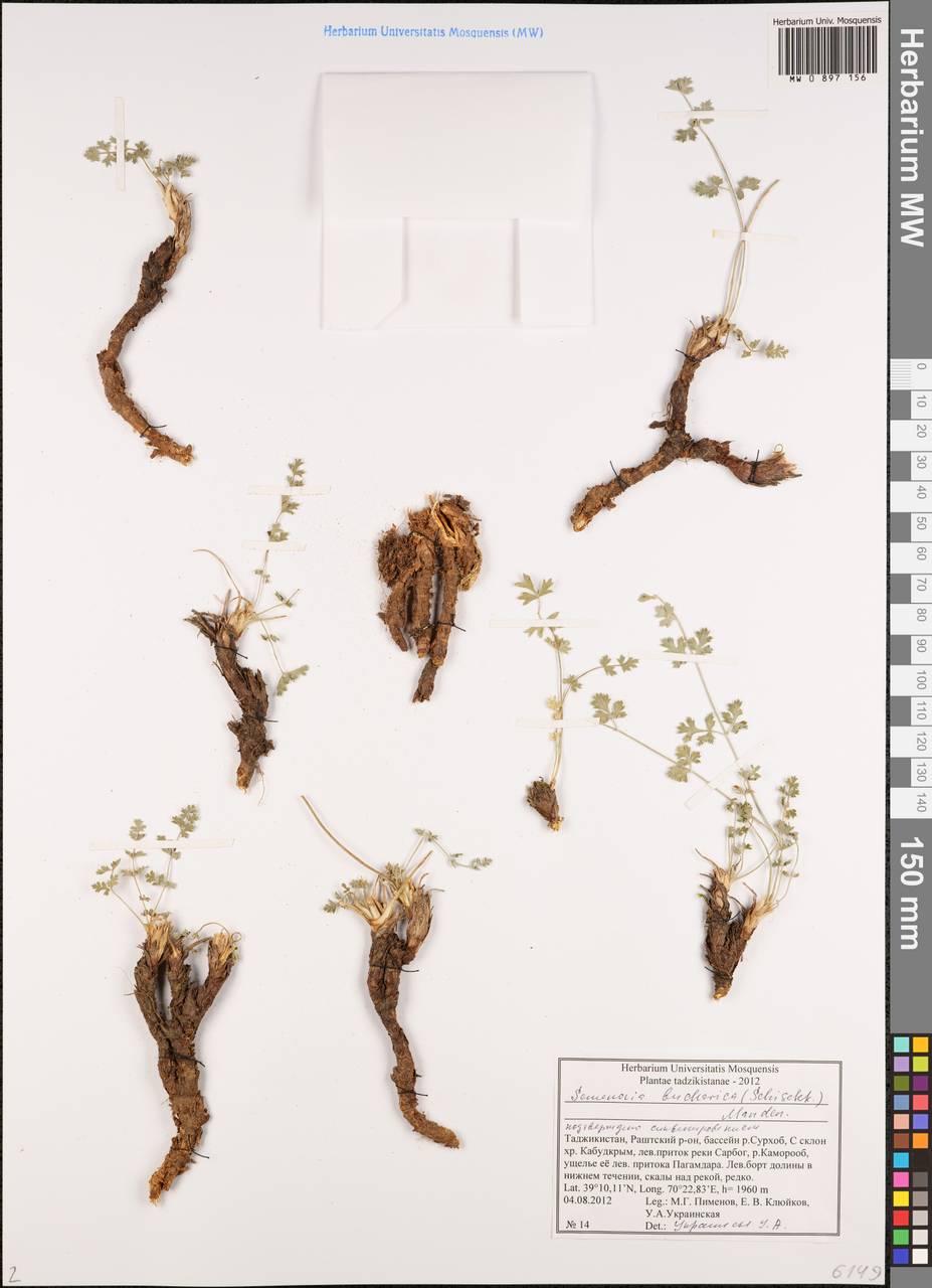 Semenovia bucharica (B.Fedtsch. ex Schischk.) Manden., Middle Asia, Pamir & Pamiro-Alai (M2) (Tajikistan)