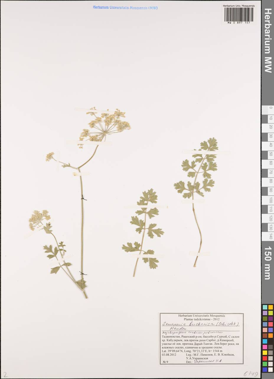 Semenovia bucharica (B.Fedtsch. ex Schischk.) Manden., Middle Asia, Pamir & Pamiro-Alai (M2) (Tajikistan)