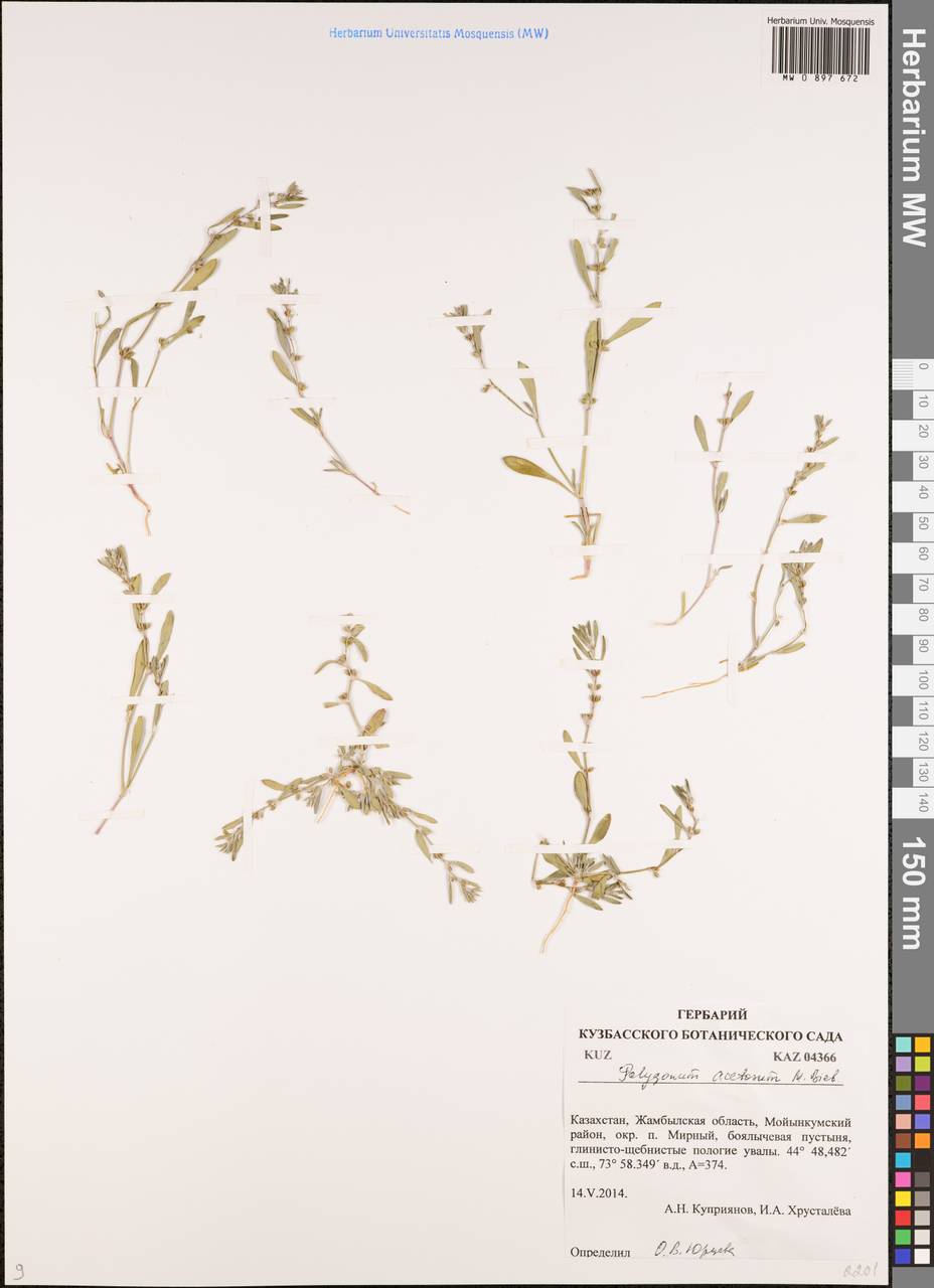 Polygonum acetosum M. Bieb., Middle Asia, Muyunkumy, Balkhash & Betpak-Dala (M9) (Kazakhstan)