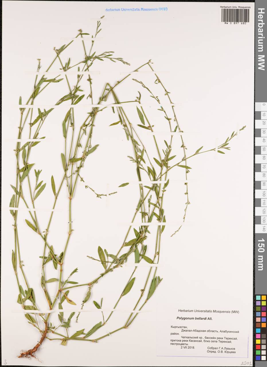 Polygonum bellardii All., Middle Asia, Western Tian Shan & Karatau (M3) (Kyrgyzstan)