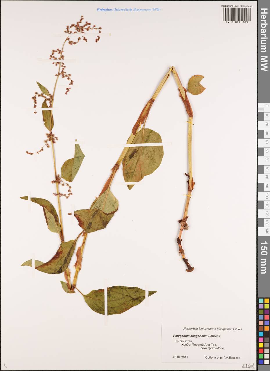 Koenigia songarica (Schrenk) T.M.Schust. & Reveal, Middle Asia, Northern & Central Tian Shan (M4) (Kyrgyzstan)