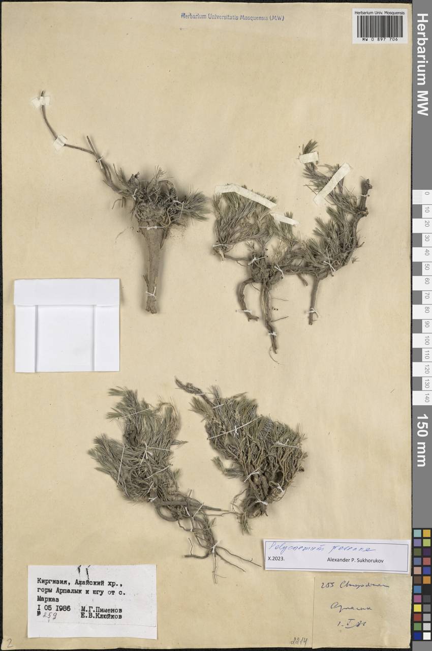 Polycnemum perenne Litv., Middle Asia, Pamir & Pamiro-Alai (M2) (Kyrgyzstan)