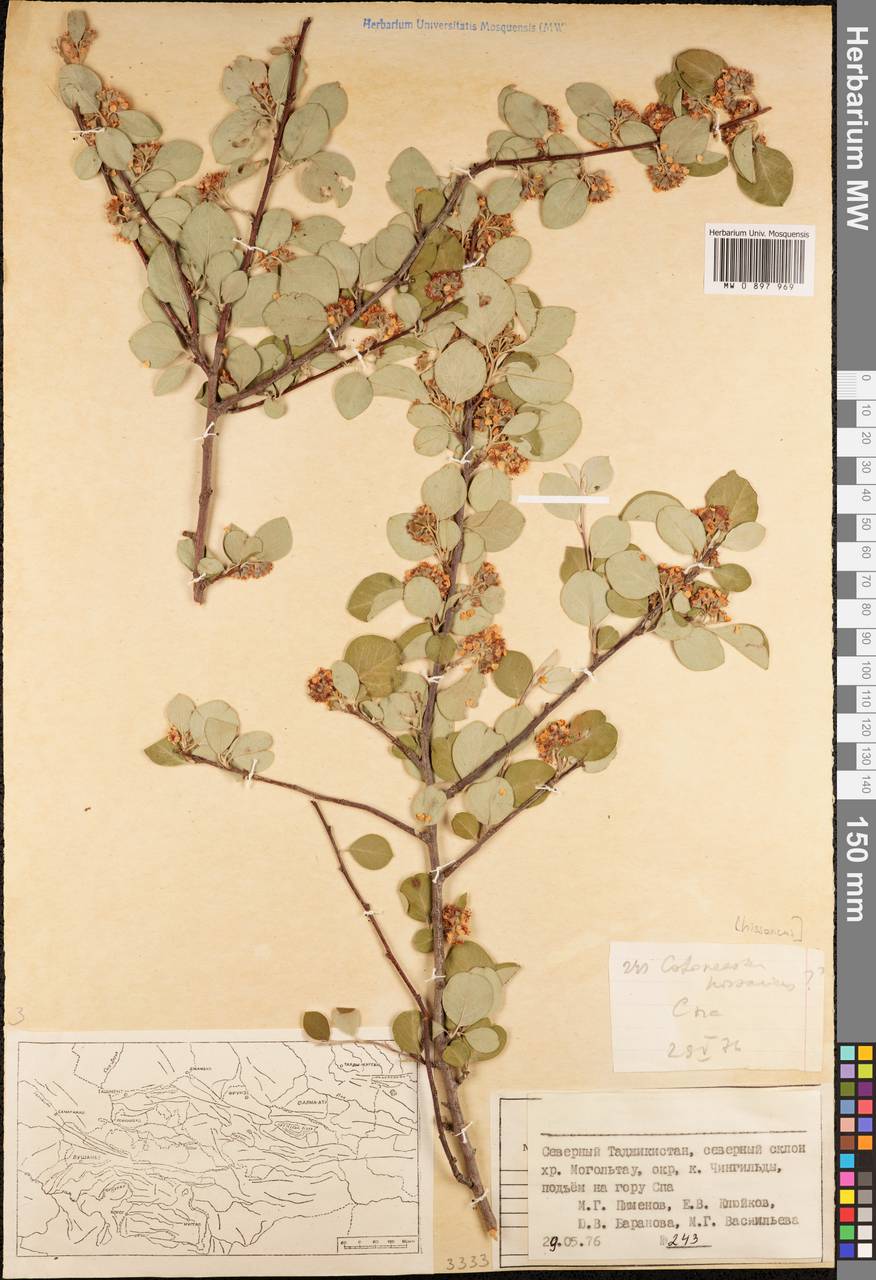 Cotoneaster hissaricus Pojark., Middle Asia, Western Tian Shan & Karatau (M3) (Tajikistan)