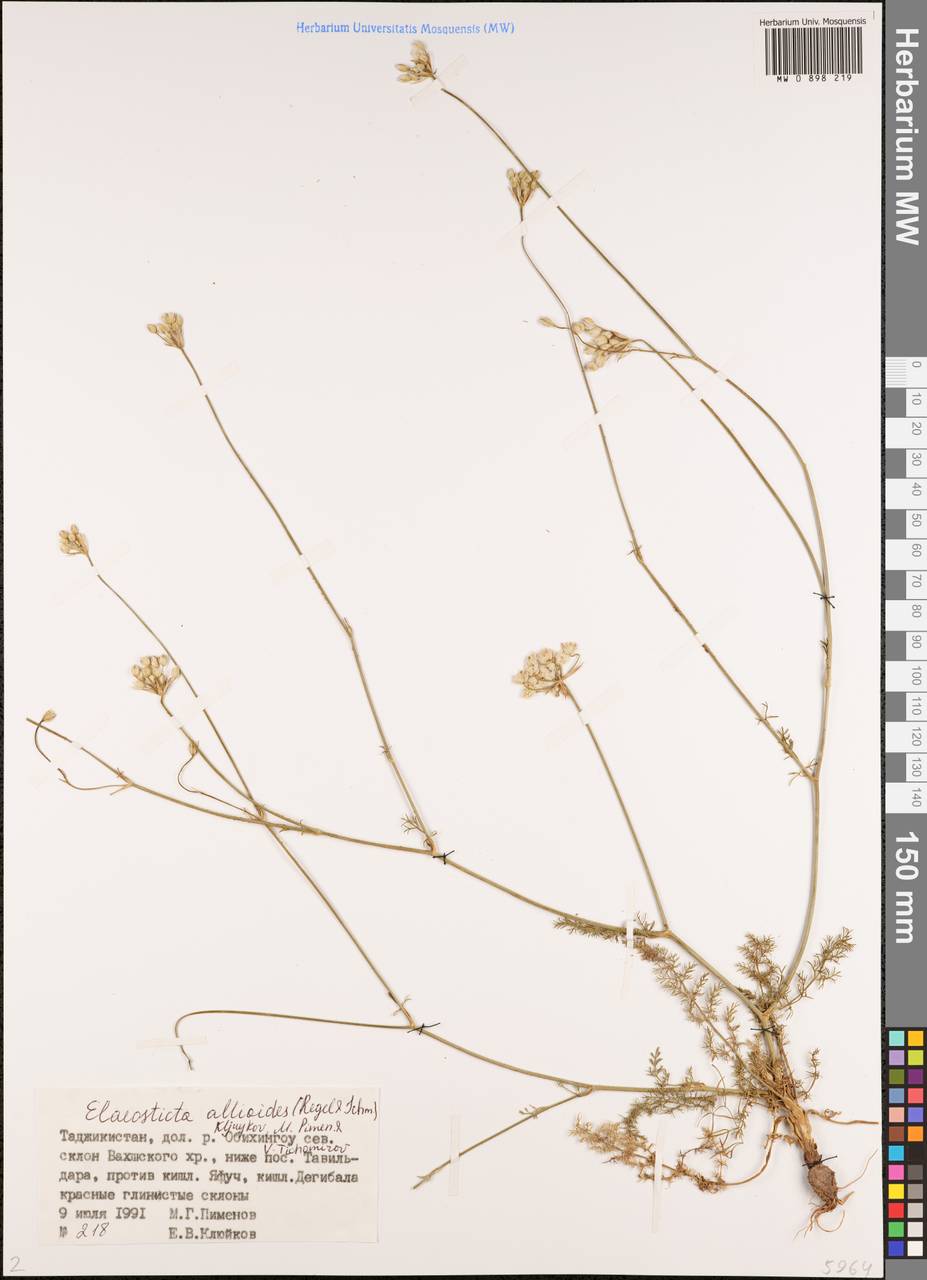 Scaligeria allioides (Regel & Schmalh.) Boiss., Middle Asia, Pamir & Pamiro-Alai (M2) (Tajikistan)