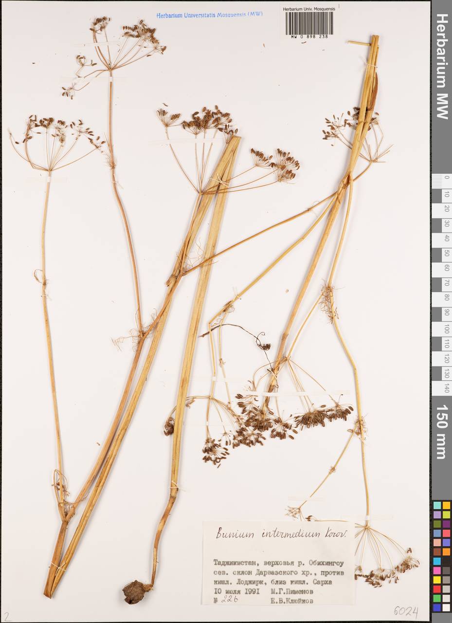 Elwendia intermedia (Korovin) Pimenov & Kljuykov, Middle Asia, Pamir & Pamiro-Alai (M2) (Tajikistan)