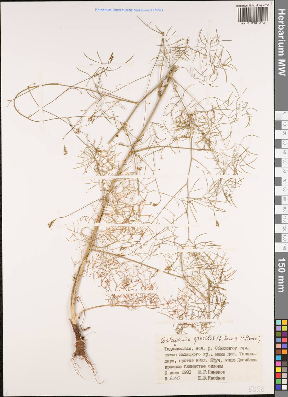 Galagania gracilis (Kamelin & Pimenov) Kamelin & Pimenov, Middle Asia, Pamir & Pamiro-Alai (M2) (Tajikistan)