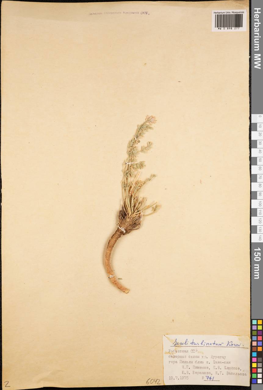 Seseli turbinatum Korovin, Middle Asia, Pamir & Pamiro-Alai (M2) (Uzbekistan)