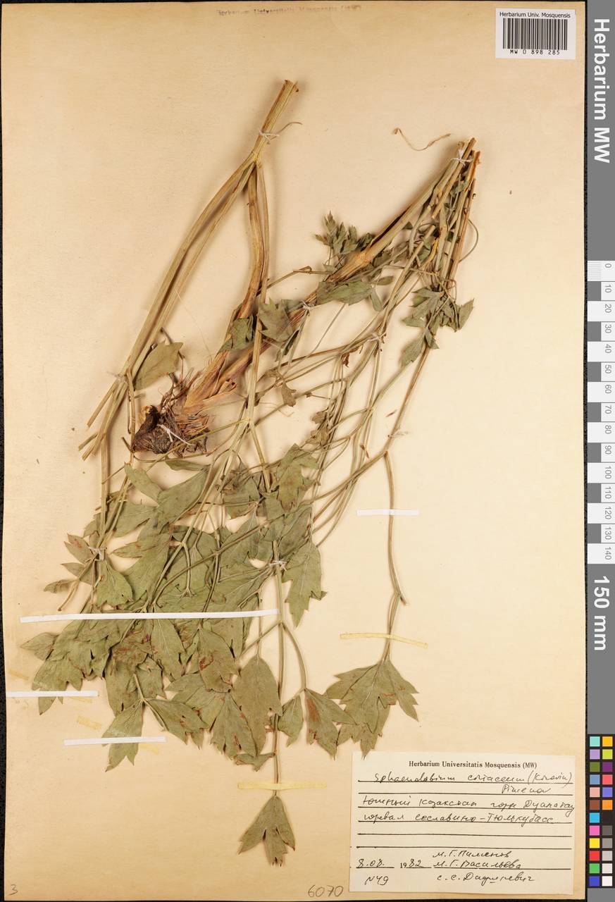 Sphaenolobium tianschanicum (Korovin) Pimenov, Middle Asia, Western Tian Shan & Karatau (M3) (Kazakhstan)