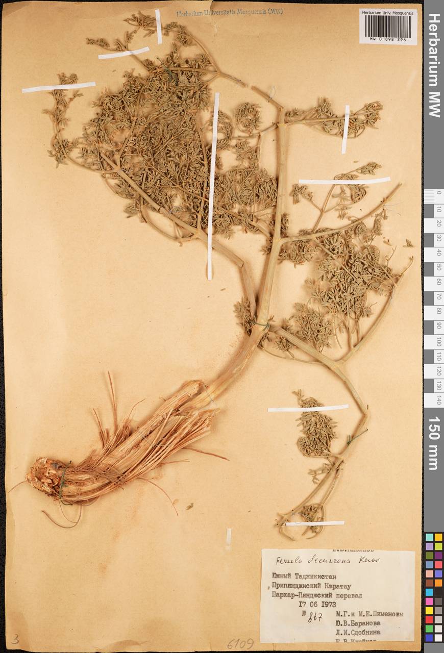 Ferula decurrens Korovin, Middle Asia, Western Tian Shan & Karatau (M3) (Tajikistan)