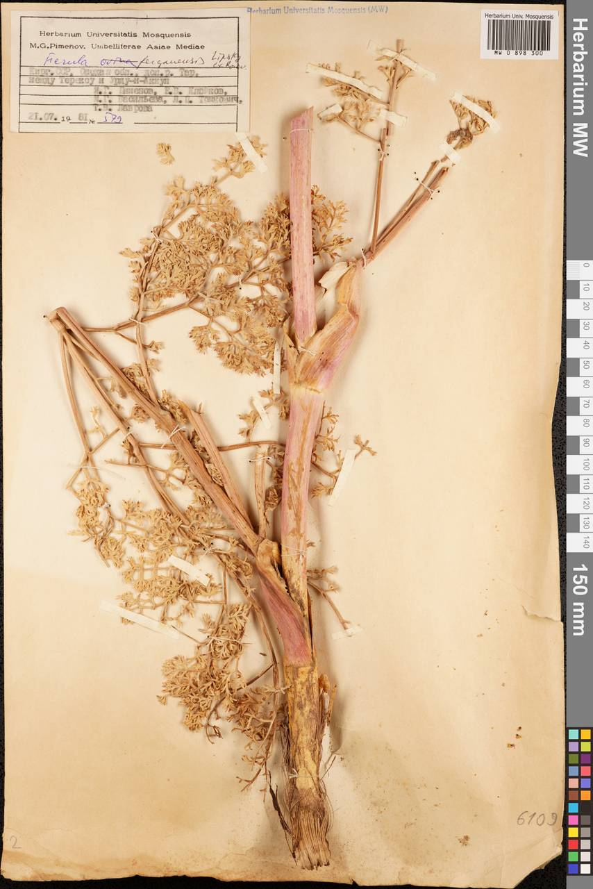 Ferula ferganensis Lipsky ex Korovin, Middle Asia, Pamir & Pamiro-Alai (M2) (Kyrgyzstan)