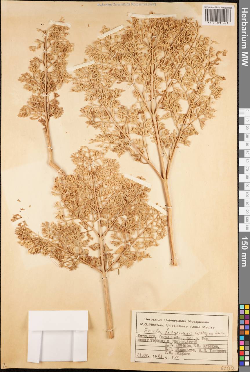 Ferula ferganensis Lipsky ex Korovin, Middle Asia, Pamir & Pamiro-Alai (M2) (Kyrgyzstan)