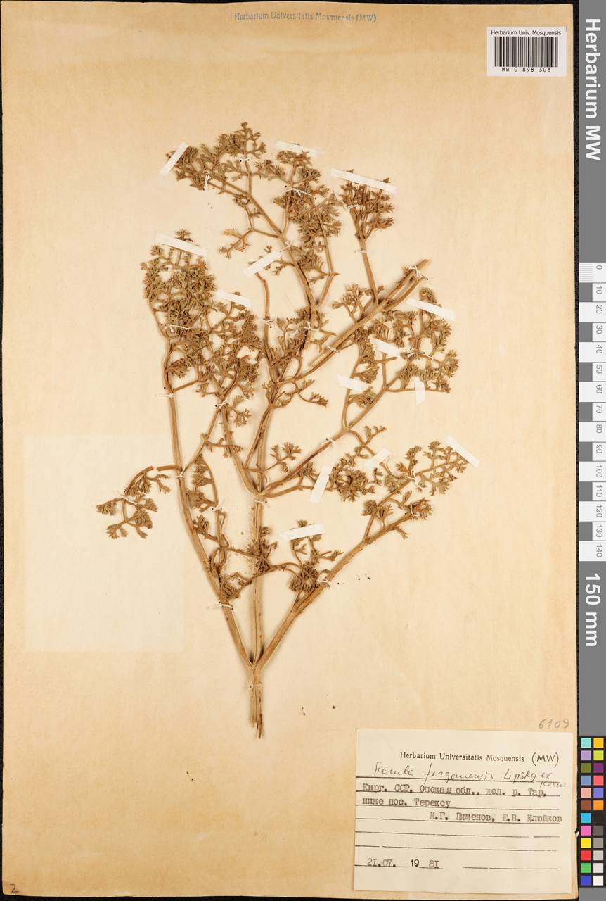 Ferula ferganensis Lipsky ex Korovin, Middle Asia, Pamir & Pamiro-Alai (M2) (Kyrgyzstan)