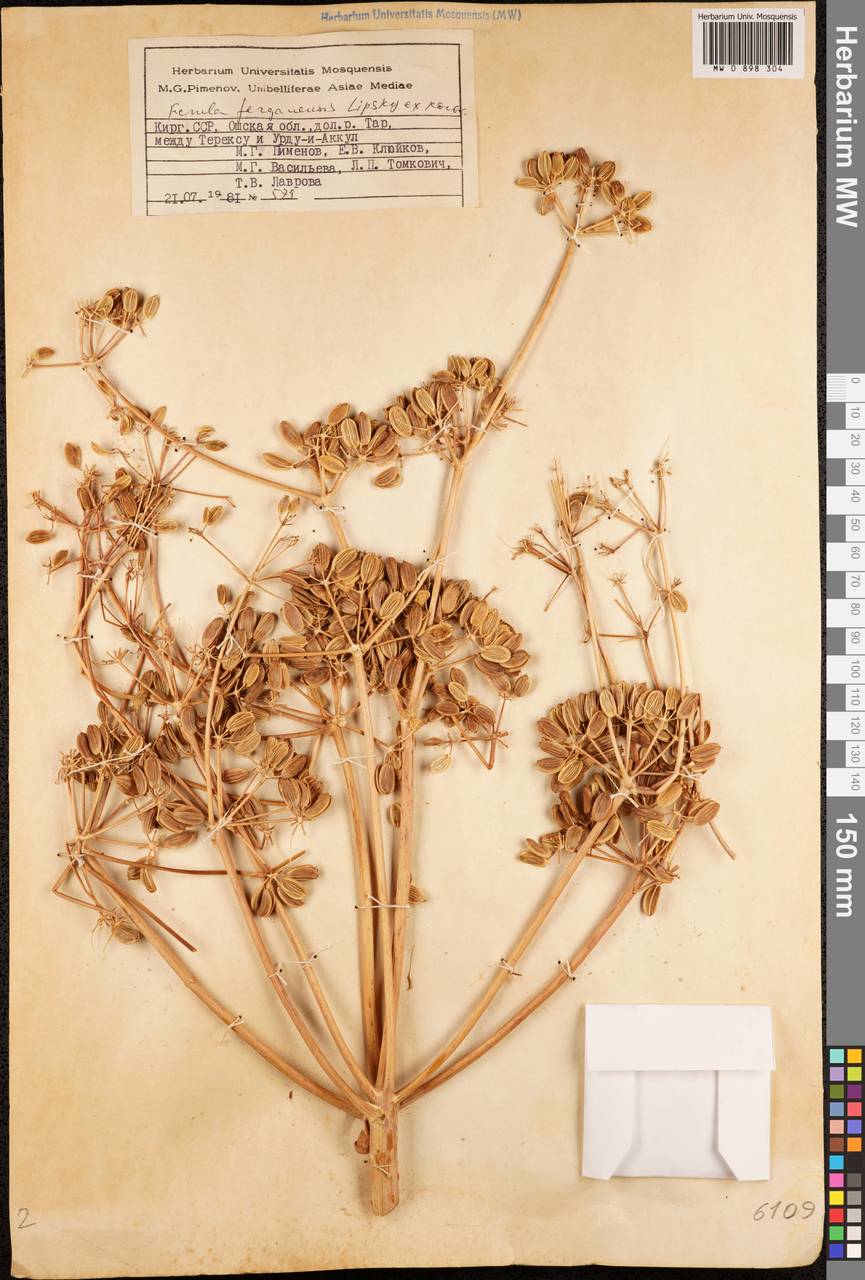 Ferula ferganensis Lipsky ex Korovin, Middle Asia, Pamir & Pamiro-Alai (M2) (Kyrgyzstan)