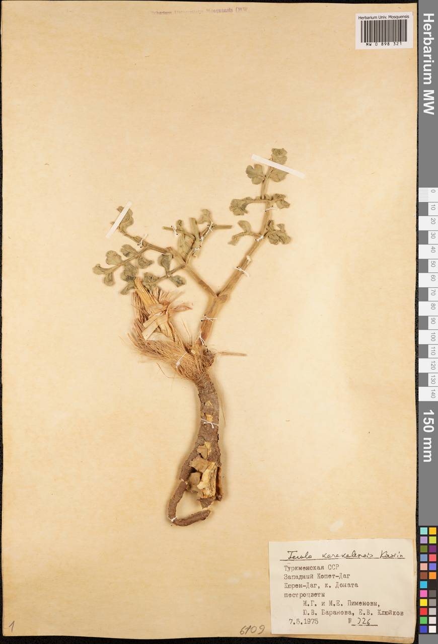 Ferula karakalensis Korovin, Middle Asia, Kopet Dag, Badkhyz, Small & Great Balkhan (M1) (Turkmenistan)