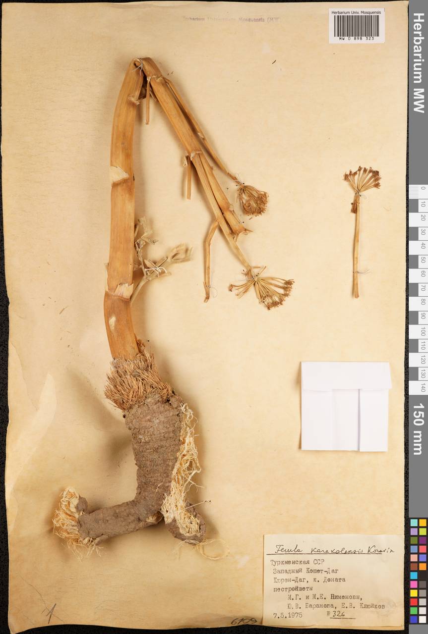 Ferula karakalensis Korovin, Middle Asia, Kopet Dag, Badkhyz, Small & Great Balkhan (M1) (Turkmenistan)
