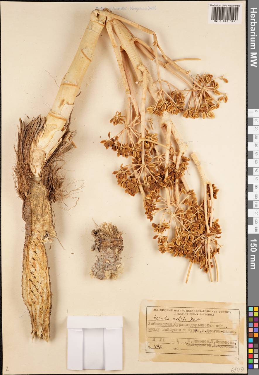 Ferula kelifi Korovin, Middle Asia, Pamir & Pamiro-Alai (M2) (Uzbekistan)