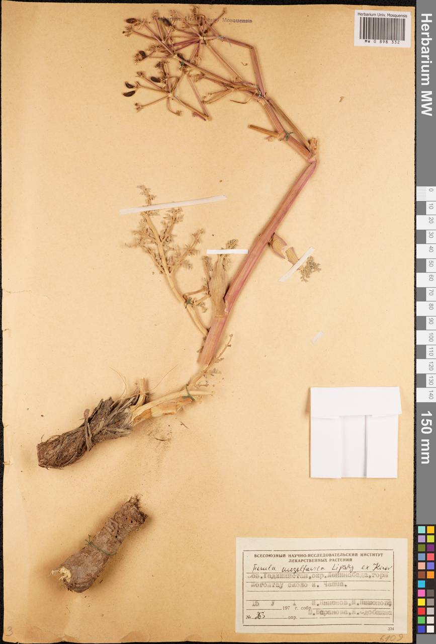 Ferula mogoltavica Lipsky ex Korovin, Middle Asia, Western Tian Shan & Karatau (M3) (Tajikistan)
