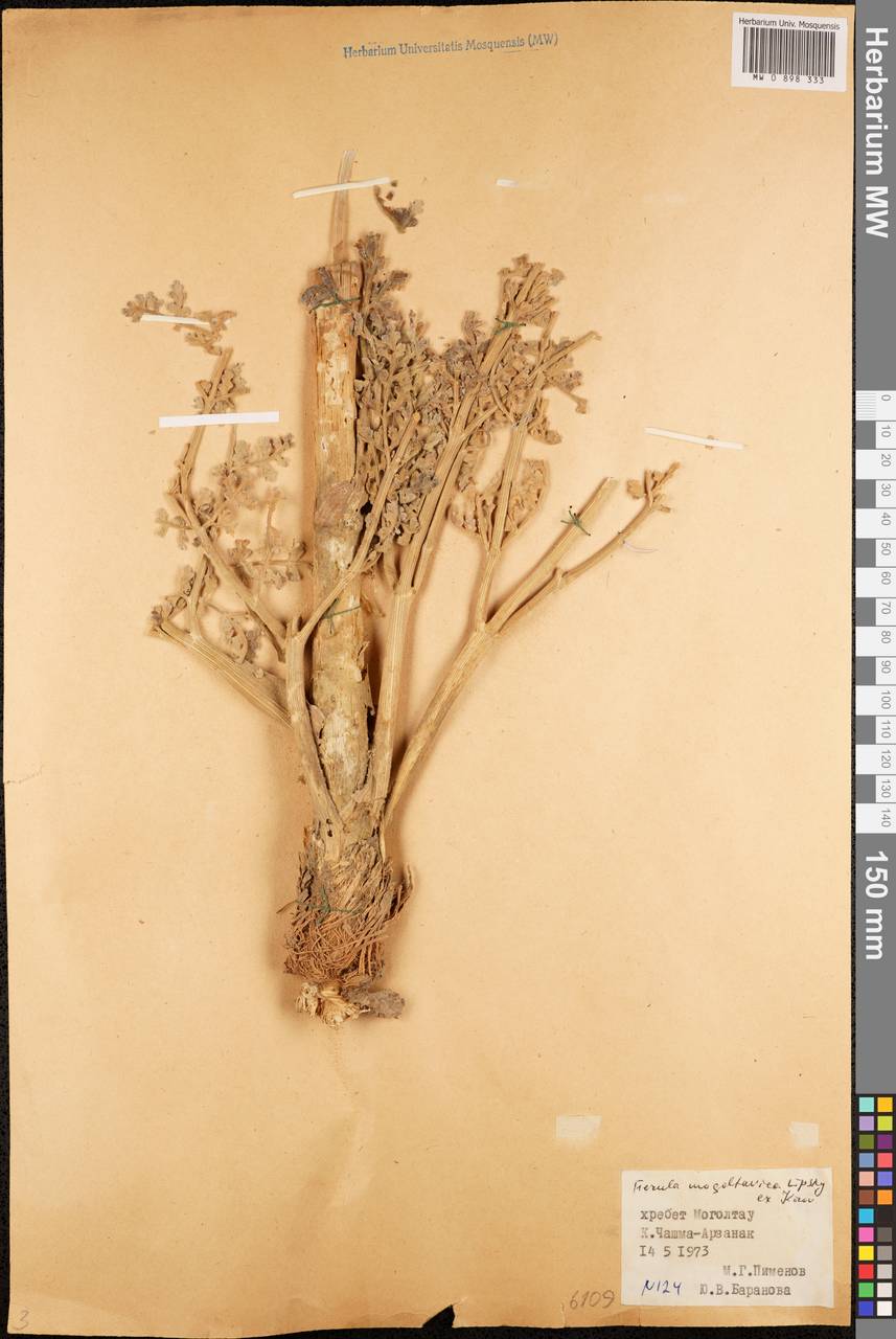 Ferula mogoltavica Lipsky ex Korovin, Middle Asia, Western Tian Shan & Karatau (M3) (Tajikistan)