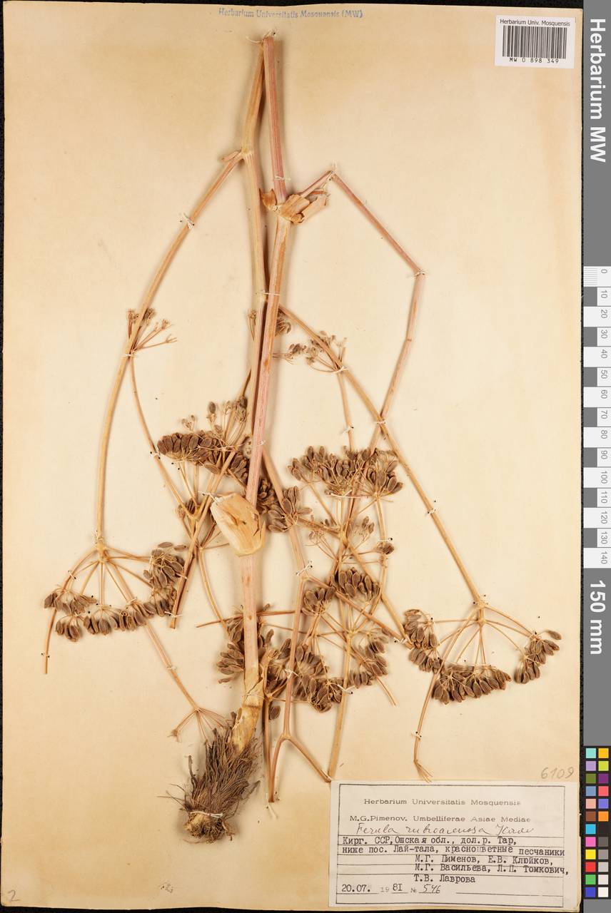 Ferula rubroarenosa Korovin, Middle Asia, Pamir & Pamiro-Alai (M2) (Kyrgyzstan)