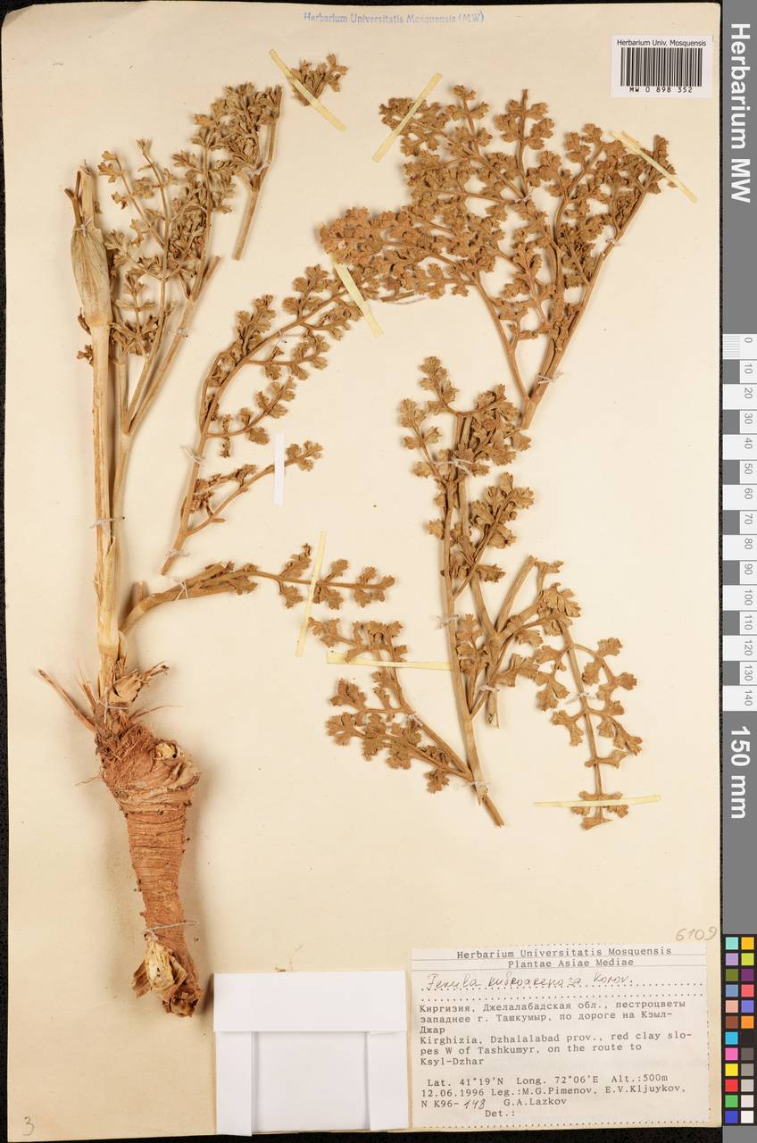 Ferula rubroarenosa Korovin, Middle Asia, Western Tian Shan & Karatau (M3) (Kyrgyzstan)