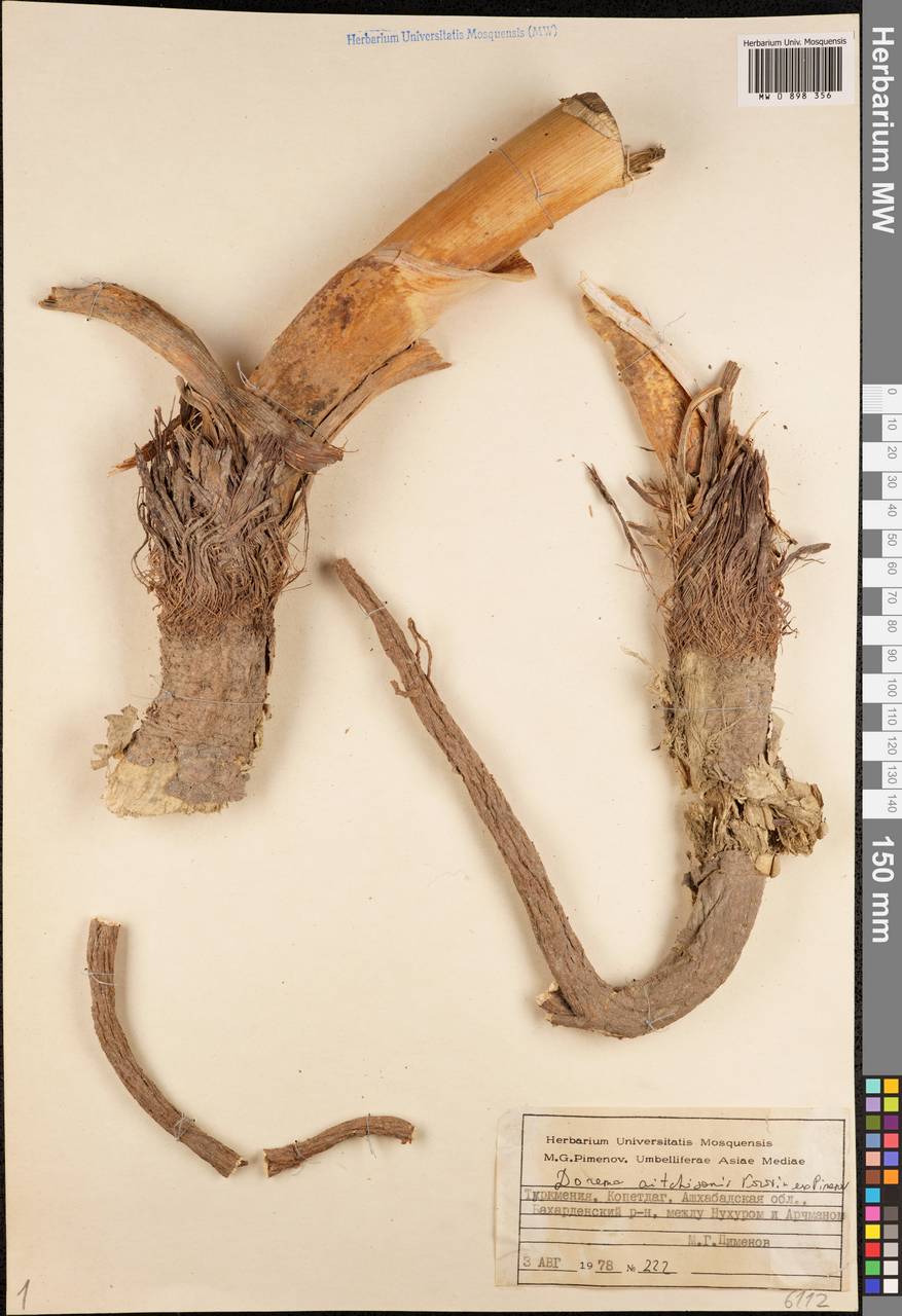 Ferula michaelii M.Panahi, Piwczyñski, Puchałka & Spalik, Middle Asia, Kopet Dag, Badkhyz, Small & Great Balkhan (M1) (Turkmenistan)