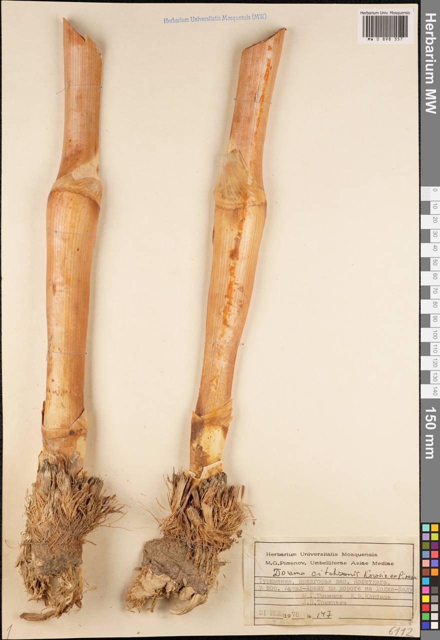 Ferula michaelii M.Panahi, Piwczyñski, Puchałka & Spalik, Middle Asia, Kopet Dag, Badkhyz, Small & Great Balkhan (M1) (Turkmenistan)