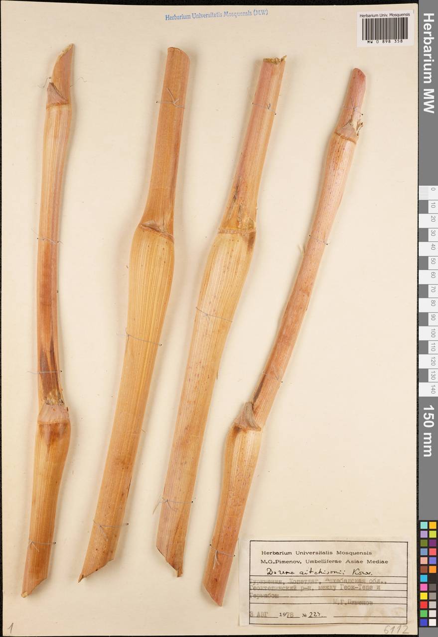 Ferula michaelii M.Panahi, Piwczyñski, Puchałka & Spalik, Middle Asia, Kopet Dag, Badkhyz, Small & Great Balkhan (M1) (Turkmenistan)