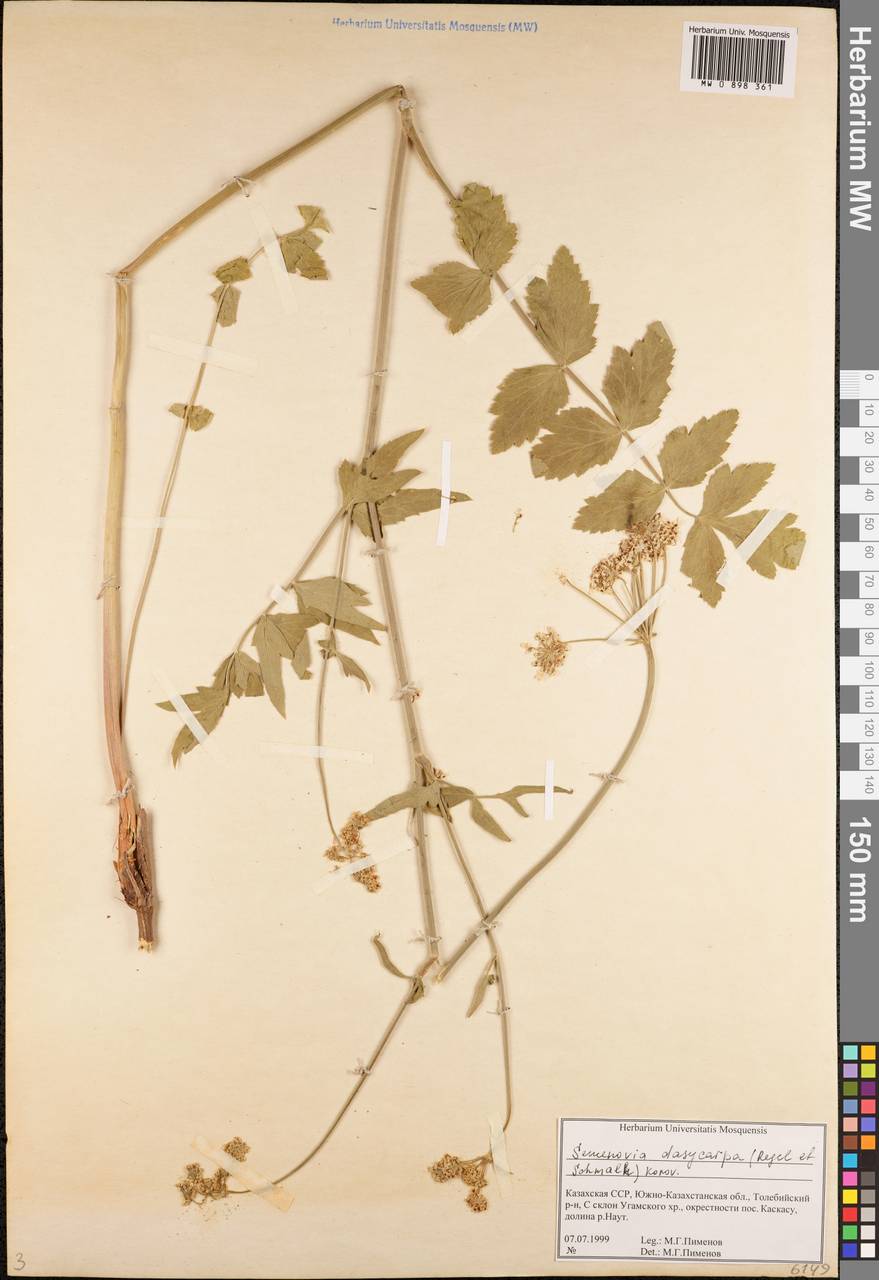 Semenovia dasycarpa (Regel & Schmalh.) Korovin ex Pimenov & V.N.Tikhom., Middle Asia, Western Tian Shan & Karatau (M3) (Kazakhstan)