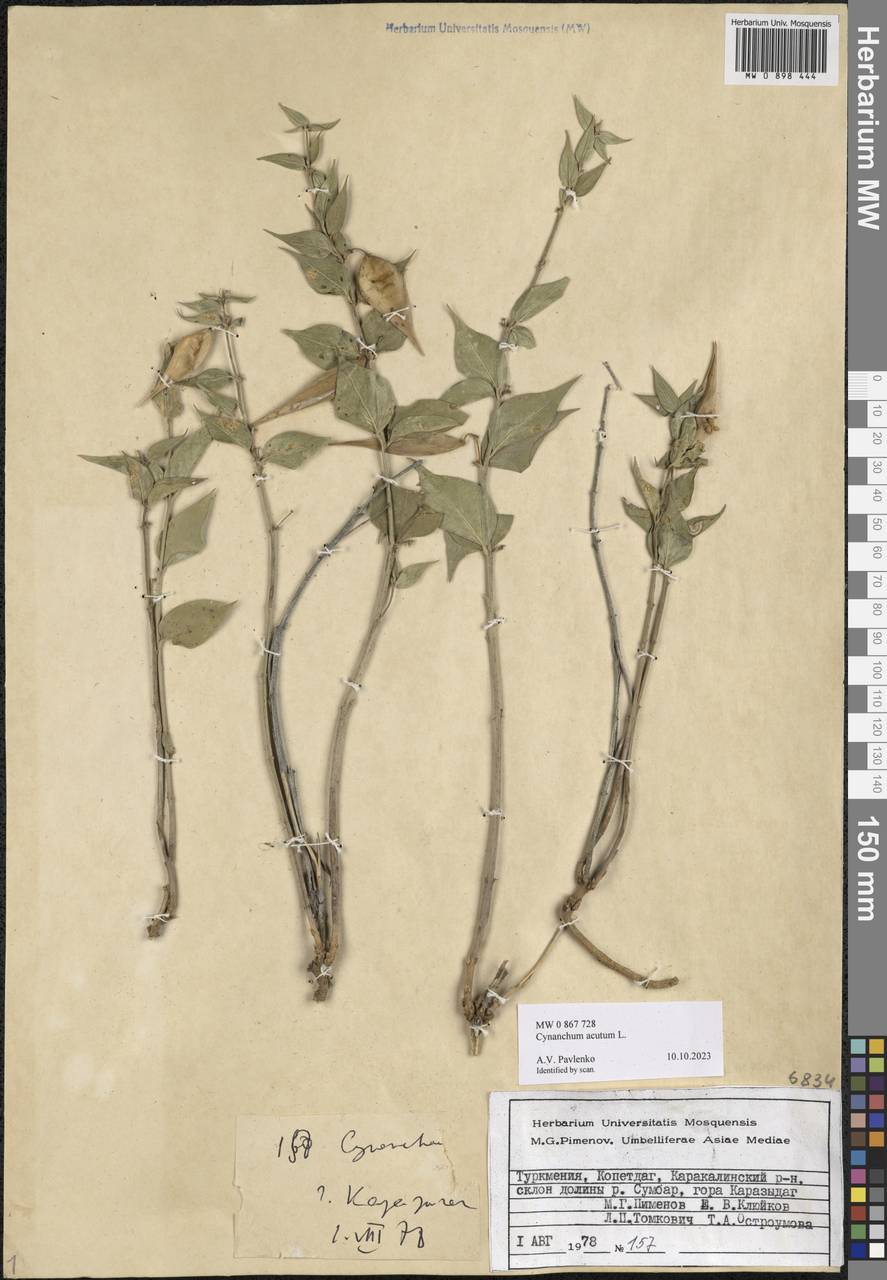 Vincetoxicum pumilum Decne., Middle Asia, Kopet Dag, Badkhyz, Small & Great Balkhan (M1) (Turkmenistan)