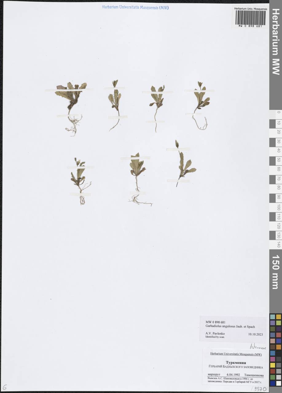 Garhadiolus hedypnois (Fisch. & C. A. Mey.) Jaub. & Spach, Middle Asia, Karakum (M6) (Turkmenistan)