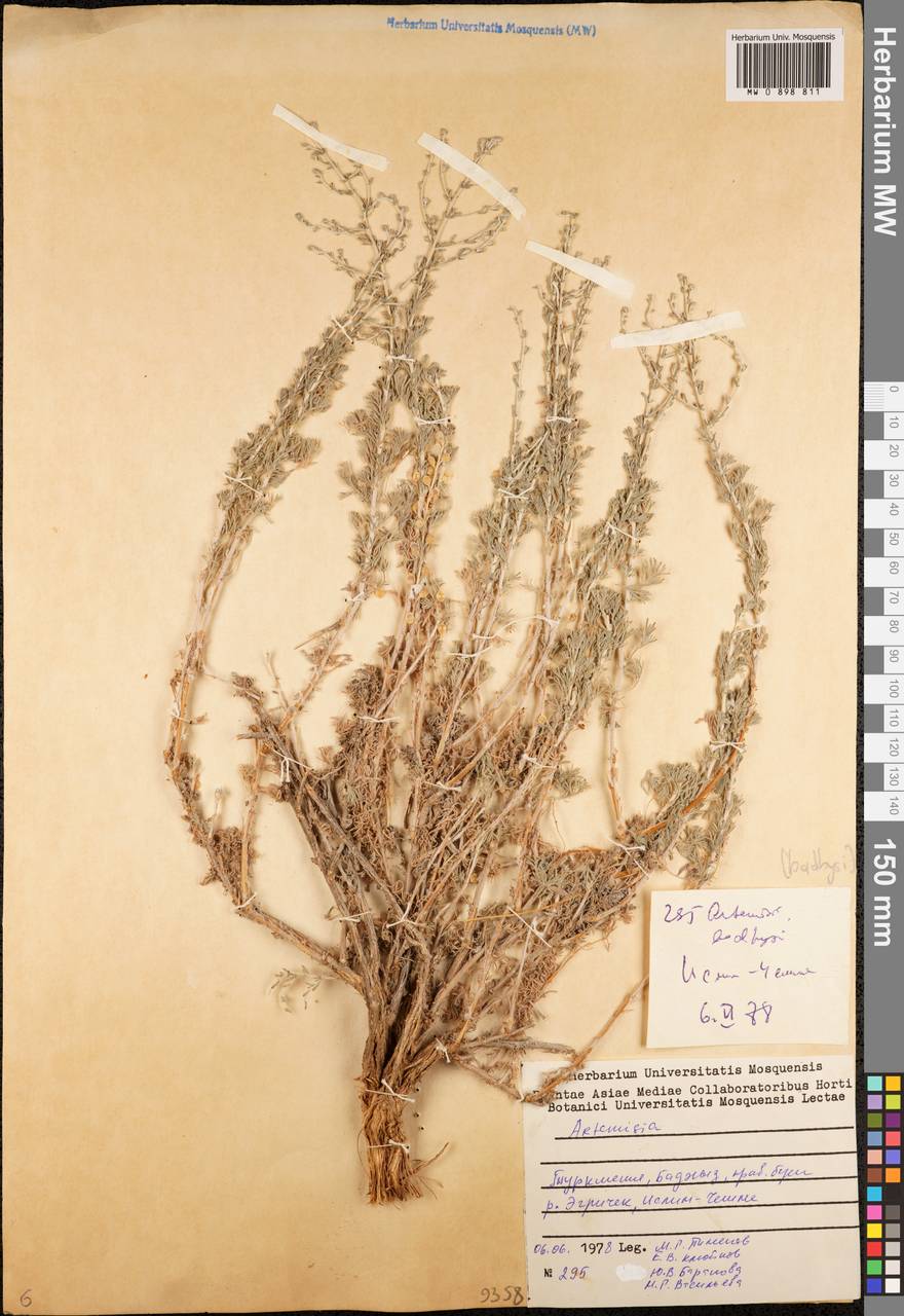 Artemisia badghysi Krasch. & Lincz. ex Poljak., Middle Asia, Kopet Dag, Badkhyz, Small & Great Balkhan (M1) (Turkmenistan)