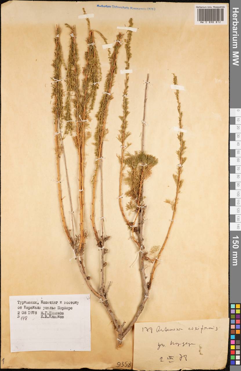 Artemisia ciniformis Krasch. & Popov ex Poljakov, Middle Asia, Kopet Dag, Badkhyz, Small & Great Balkhan (M1) (Turkmenistan)