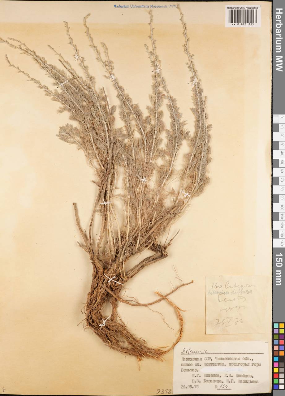 Artemisia diffusa Krasch. ex Poljakov, Middle Asia, Syr-Darian deserts & Kyzylkum (M7) (Kazakhstan)