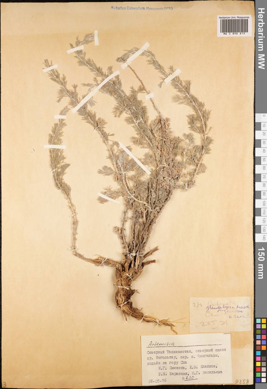 Artemisia glanduligera Krasch. ex Poljakov, Middle Asia, Western Tian Shan & Karatau (M3) (Tajikistan)