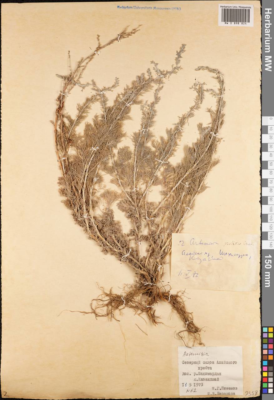 Artemisia prolixa Krasch. ex Poljakov, Middle Asia, Pamir & Pamiro-Alai (M2) (Kyrgyzstan)