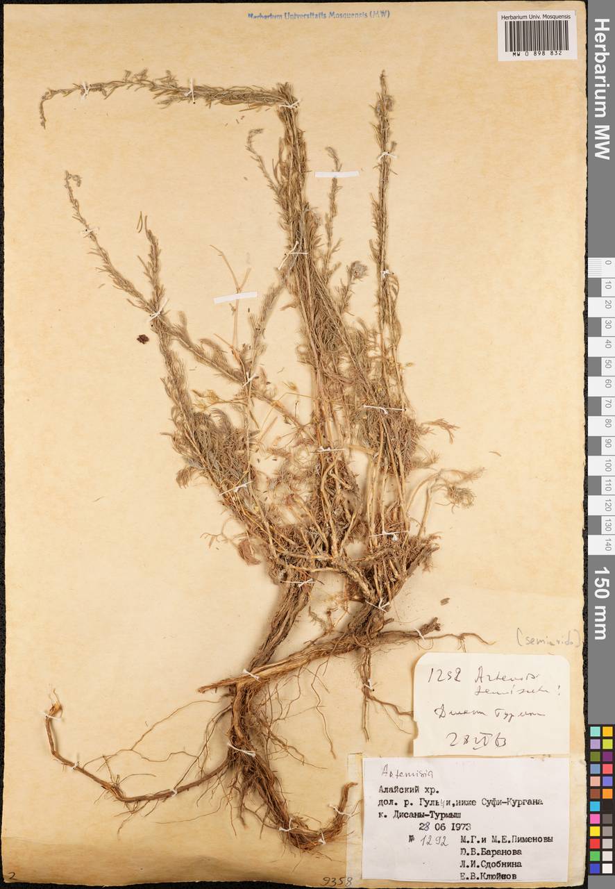 Artemisia semiarida (Krasch. & Lavrova) Filatova, Middle Asia, Pamir & Pamiro-Alai (M2) (Kyrgyzstan)