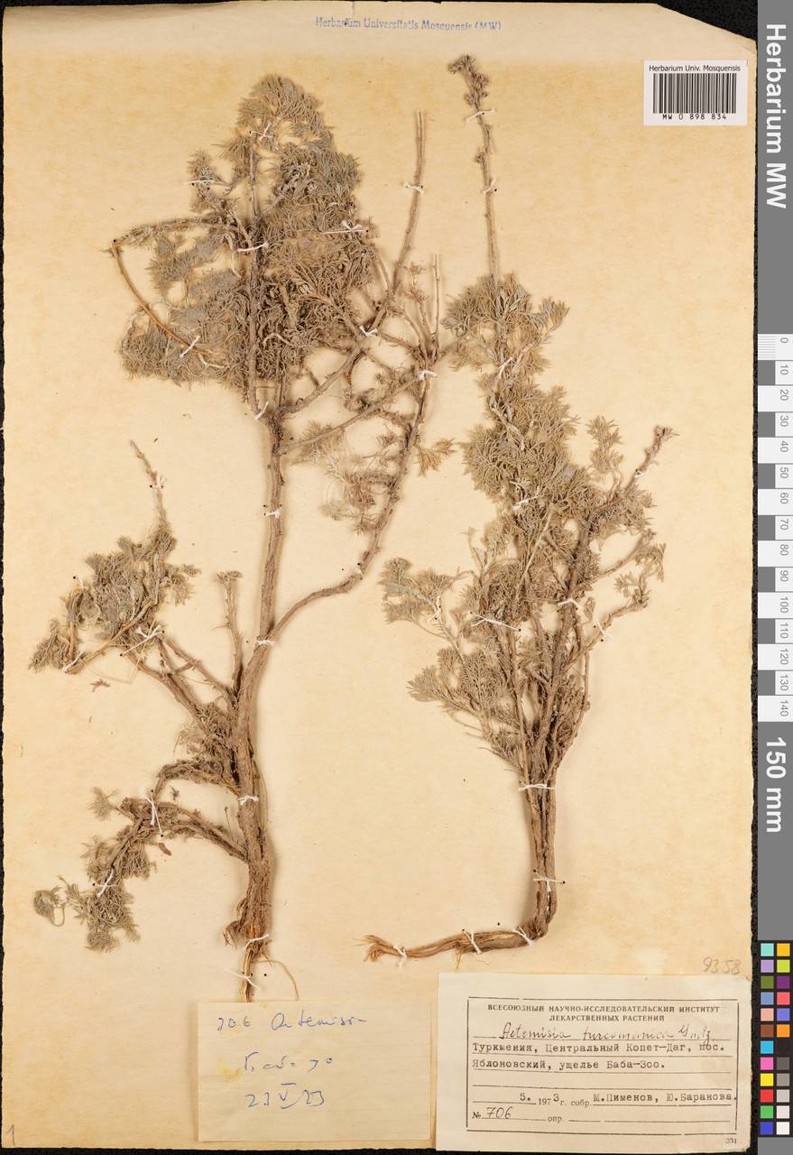 Artemisia turcomanica Gand., Middle Asia, Kopet Dag, Badkhyz, Small & Great Balkhan (M1) (Turkmenistan)