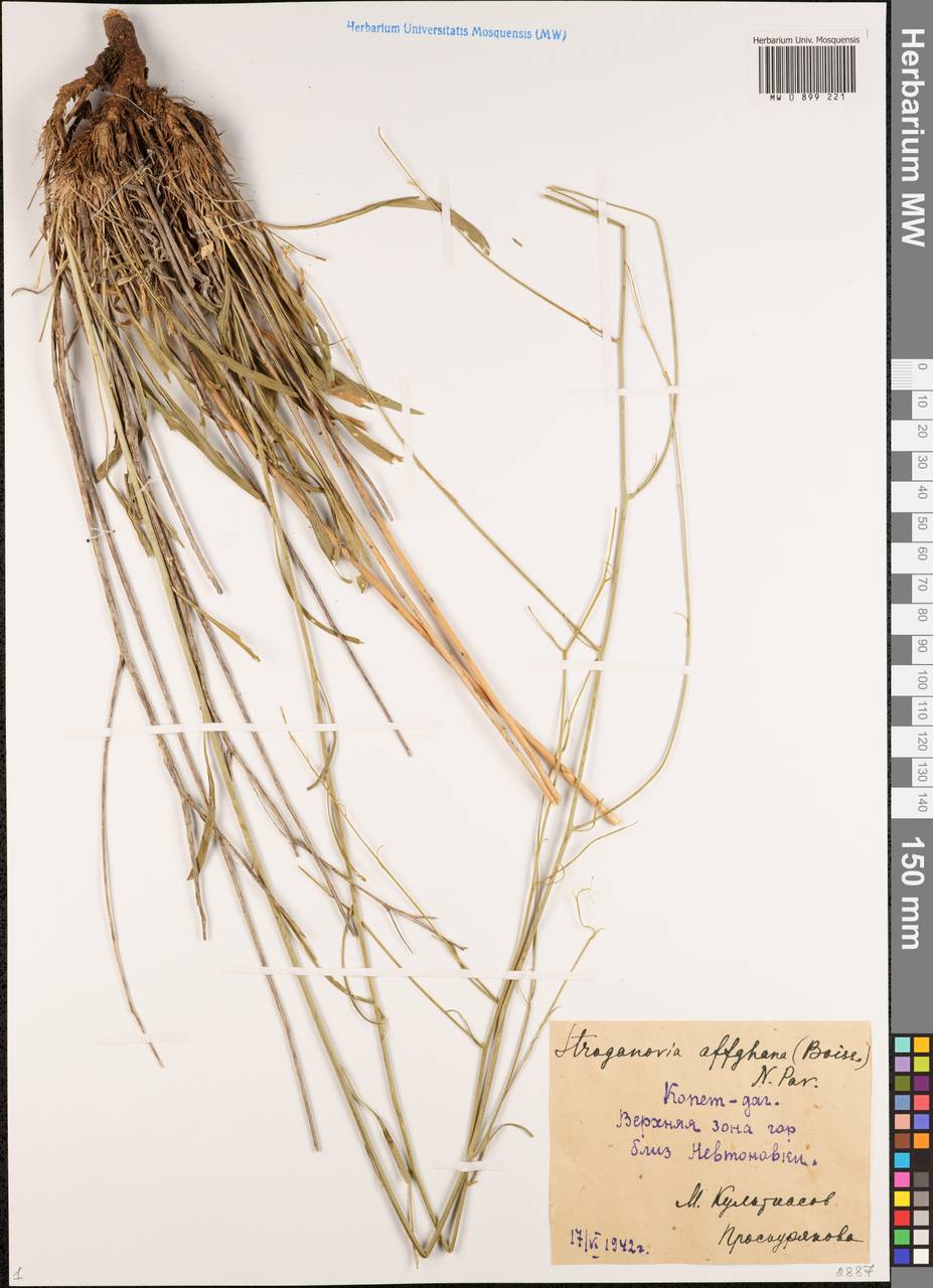 Lepidium bupleuroides Rchb.fil., Middle Asia, Kopet Dag, Badkhyz, Small & Great Balkhan (M1) (Turkmenistan)