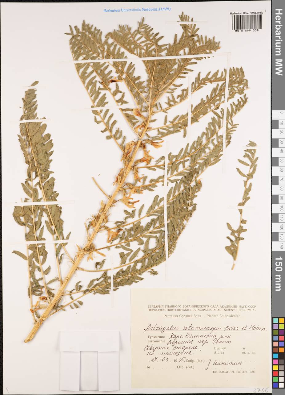 Astragalus retamocarpus Boiss. & Hohen. ex Boiss., Middle Asia, Kopet Dag, Badkhyz, Small & Great Balkhan (M1) (Turkmenistan)