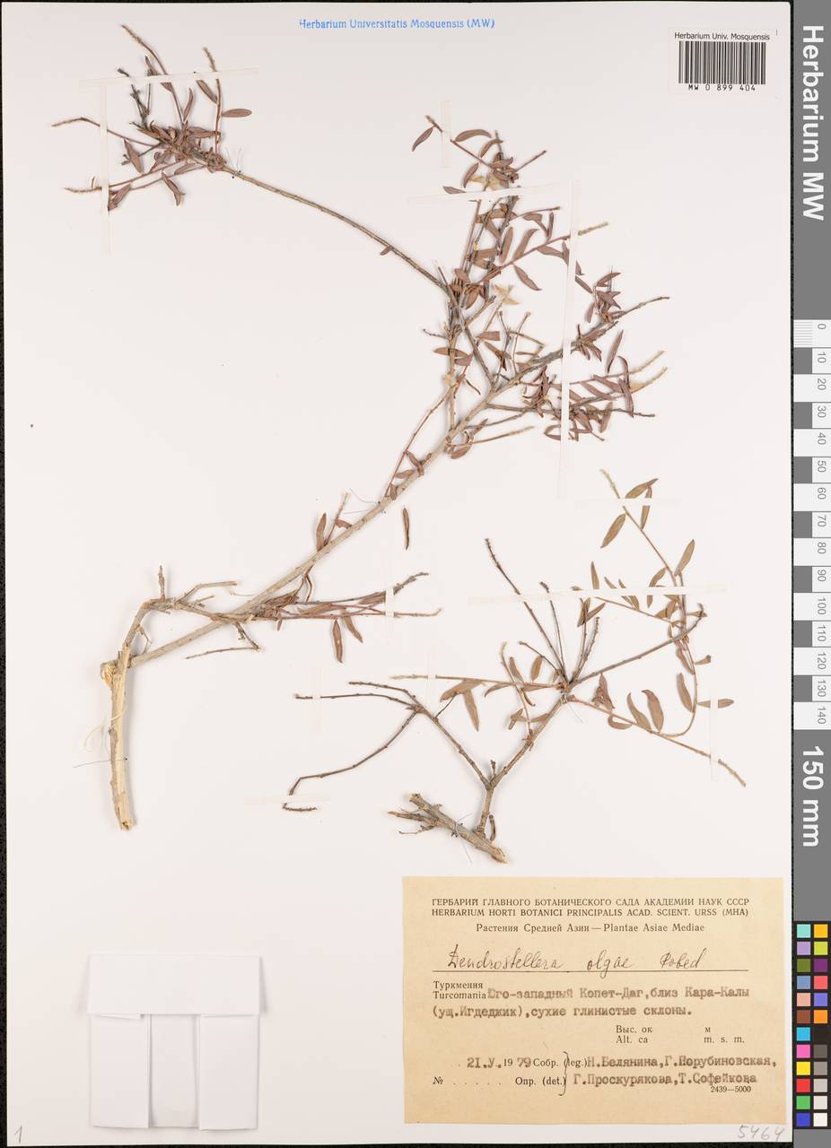 Diarthron lessertii (Wikstr.) Kit Tan, Middle Asia, Kopet Dag, Badkhyz, Small & Great Balkhan (M1) (Turkmenistan)