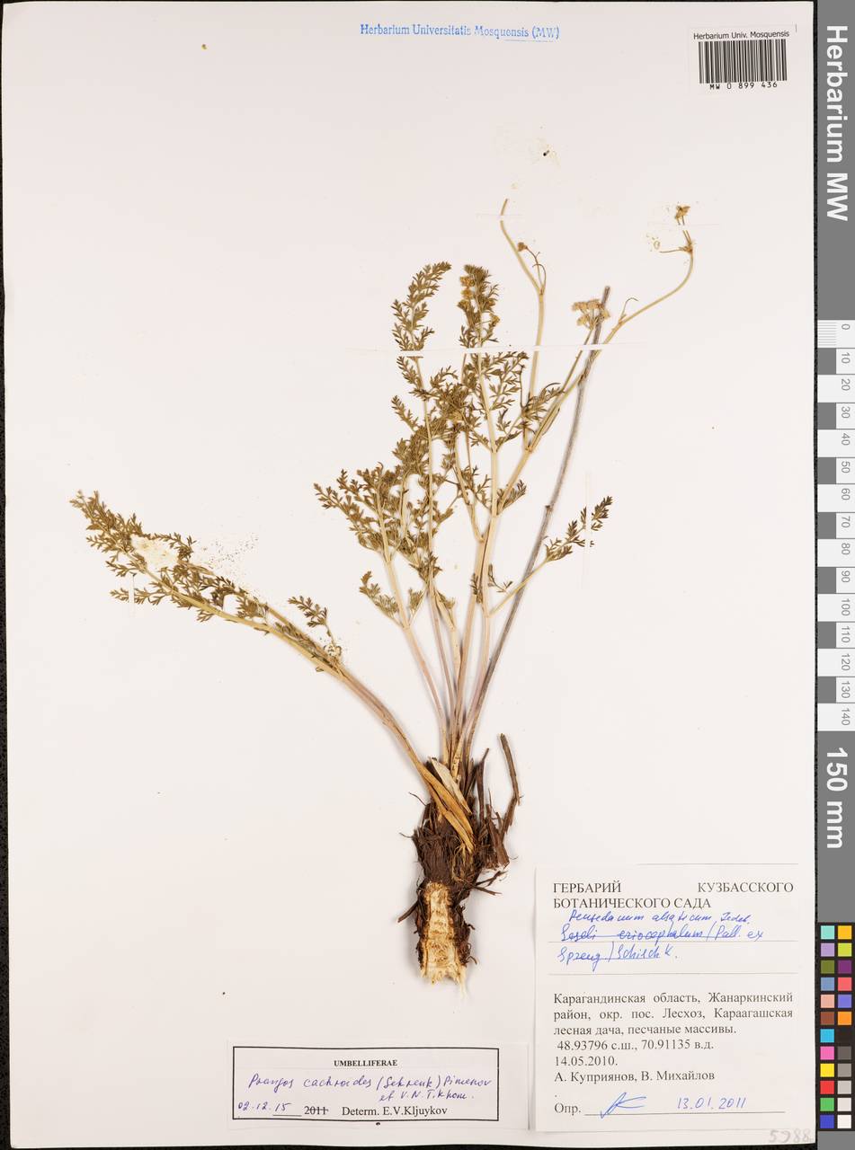 Prangos cachroides (Schrenk) Pimenov & V. N. Tikhom., Middle Asia, Muyunkumy, Balkhash & Betpak-Dala (M9) (Kazakhstan)