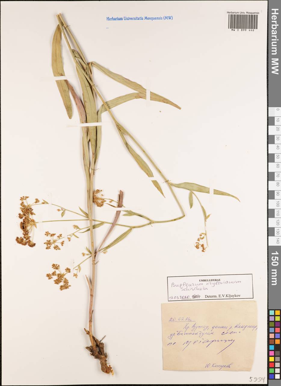 Bupleurum krylovianum Schischk. ex G.V.Krylov, Siberia, Western (Kazakhstan) Altai Mountains (S2a) (Kazakhstan)