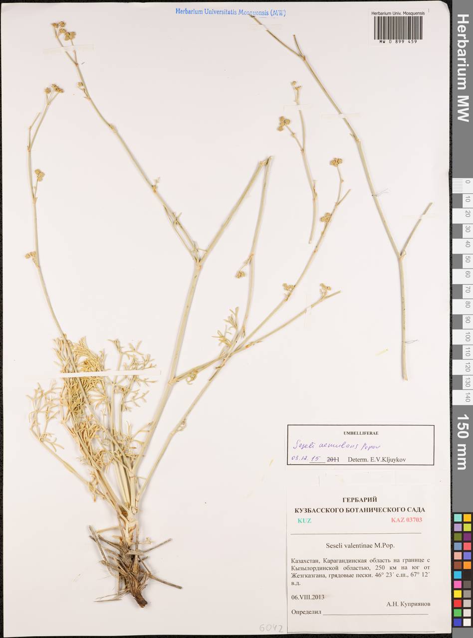 Seseli aemulans Popov, Middle Asia, Muyunkumy, Balkhash & Betpak-Dala (M9) (Kazakhstan)