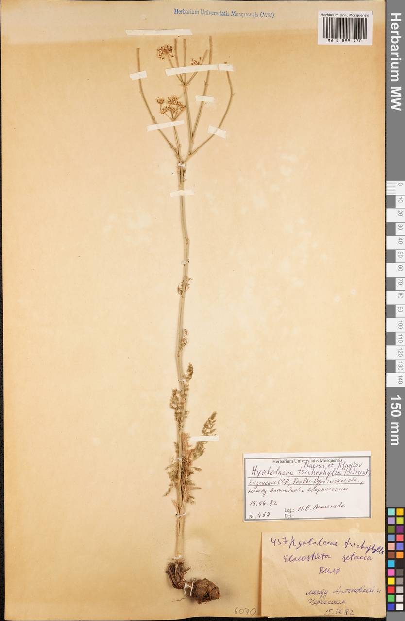 Hyalolaena trichophylla (Schrenk) Pimenov & Kljuykov, Middle Asia, Dzungarian Alatau & Tarbagatai (M5) (Kazakhstan)