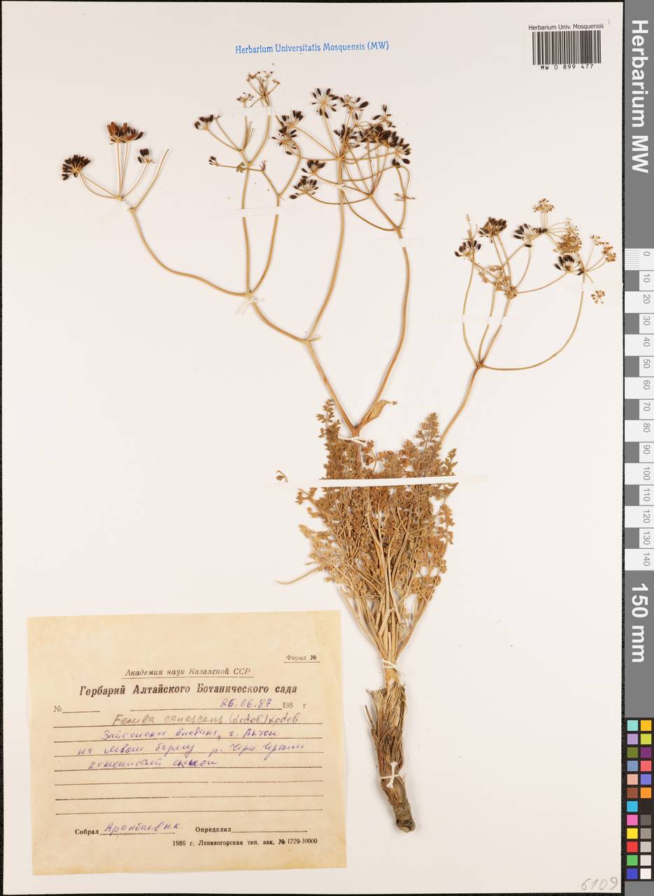 Ferula canescens (Ledeb.) Ledeb., Middle Asia, Muyunkumy, Balkhash & Betpak-Dala (M9) (Kazakhstan)