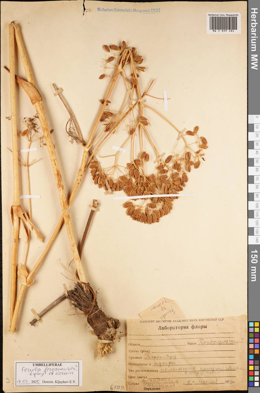 Ferula ferganensis Lipsky ex Korovin, Middle Asia, Western Tian Shan & Karatau (M3) (Kyrgyzstan)